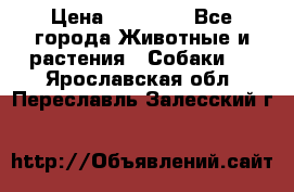 French Bulldog Female › Цена ­ 26 900 - Все города Животные и растения » Собаки   . Ярославская обл.,Переславль-Залесский г.